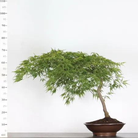 image supplémentaire - ÉRABLE DU JAPON "ACER...
