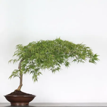 ÉRABLE DU JAPON "ACER DISSECTUM RED GARNET" 2-1