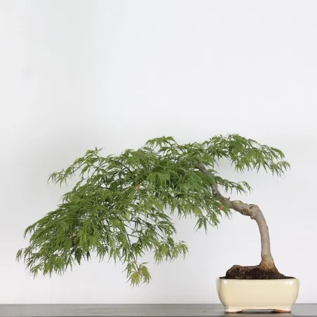 ÉRABLE DU JAPON "ACER DISSECTUM RED GARNET" 2-2