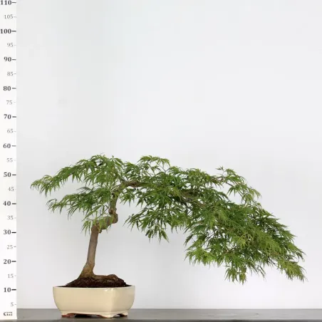image supplémentaire - ACER DISSECTUM "RED GARNET"...