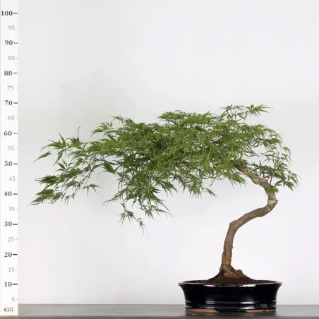 image supplémentaire - ÉRABLE DU JAPON "ACER...
