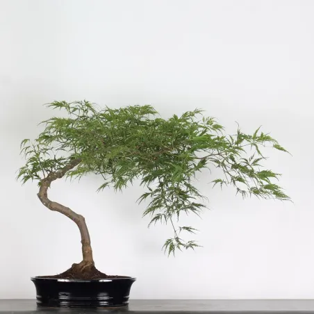 ÉRABLE DU JAPON "ACER DISSECTUM RED GARNET" 2-3