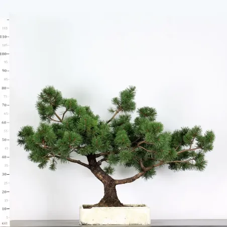 PREBONSAI "PINUS MUGO" n°1