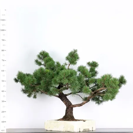 image supplémentaire - PREBONSAI "PINUS MUGO" n°1