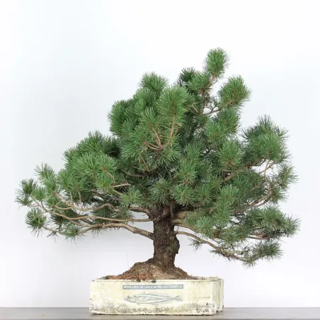 image supplémentaire - PREBONSAI "PINUS MUGO" n°11
