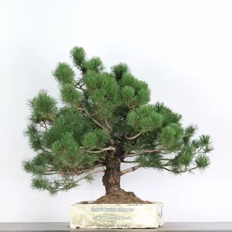 PREBONSAI "PINUS MUGO" n°11