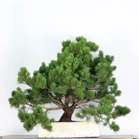 PREBONSAI "PINUS MUGO" n°12
