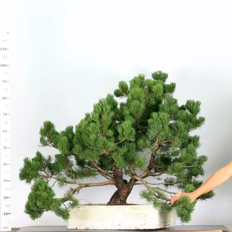 image supplémentaire - PREBONSAI "PINUS MUGO" n°12
