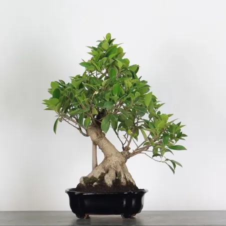 FICUS RÉTUSA 1-1