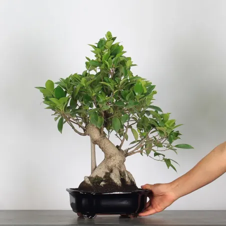 image supplémentaire - FICUS RÉTUSA 1-1