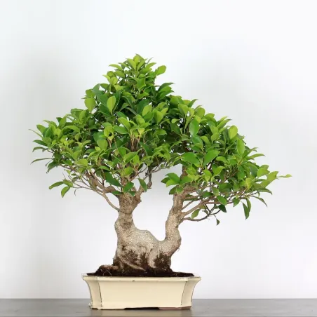 Bonsai Ficus Retusa FIR-1-5, 15 years old