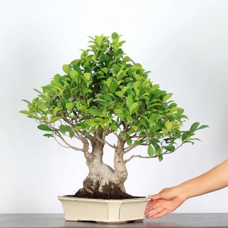 image supplémentaire - FICUS RETUSA 1-5