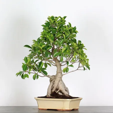 image supplémentaire - FICUS RÉTUSA 1-6