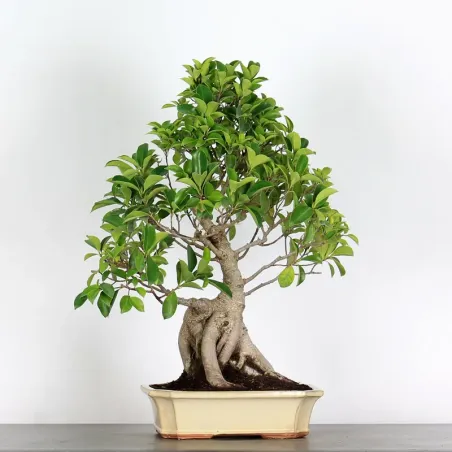 FICUS RÉTUSA 1-6