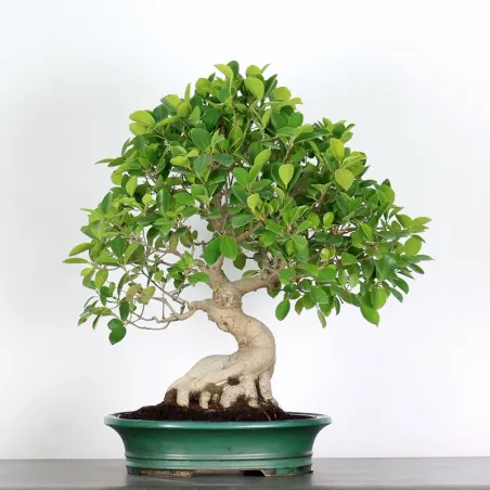 FICUS RÉTUSA 1-7