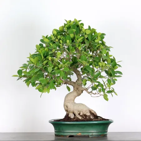 image supplémentaire - FICUS RÉTUSA 1-7