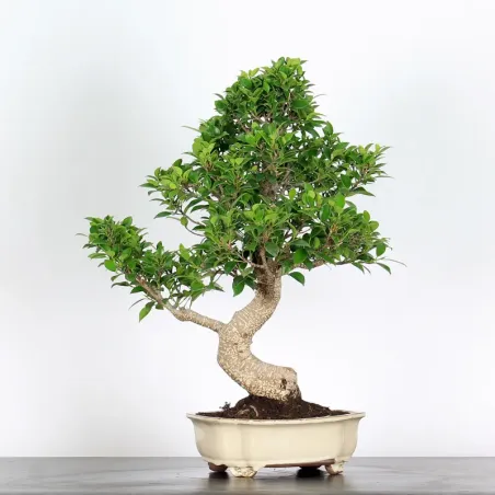 image supplémentaire - FICUS NITIDA 1-10