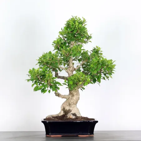 FICUS NITIDA 1-11