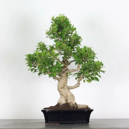 image supplémentaire - FICUS NITIDA 1-11