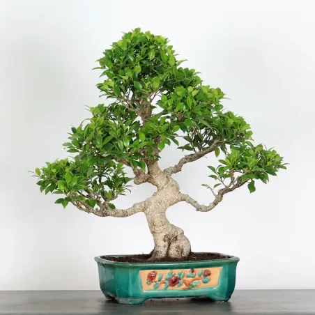 FICUS NITIDA 1-12