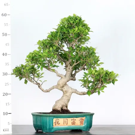 image supplémentaire - FICUS NITIDA 1-12