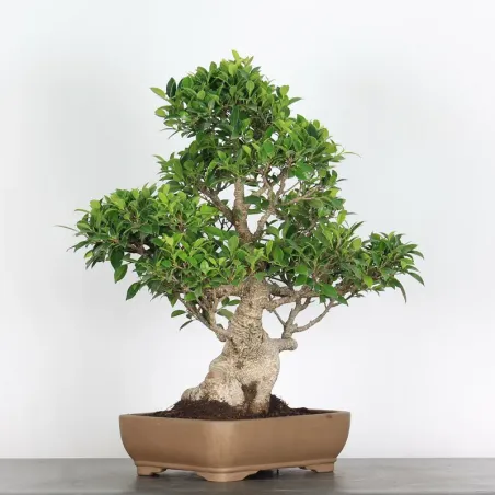 image supplémentaire - FICUS NITIDA 1-13