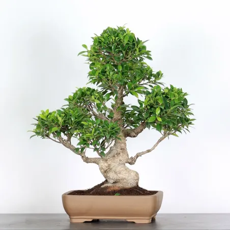 FICUS NITIDA 1-13