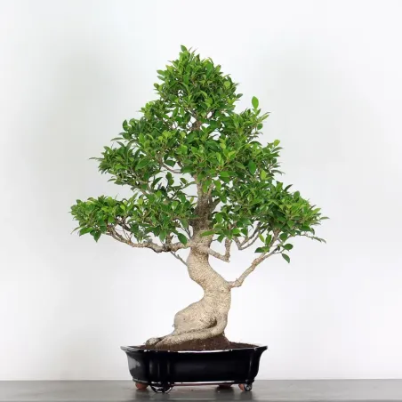 FICUS NITIDA 1-14