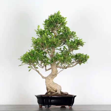 image supplémentaire - FICUS NITIDA 1-14