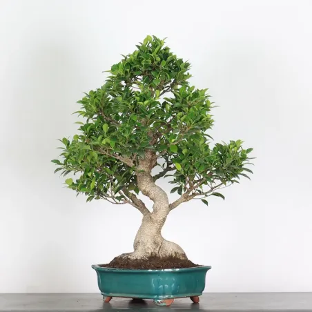 image supplémentaire - FICUS NITIDA 1-15