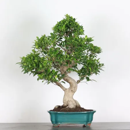 FICUS NITIDA 1-15