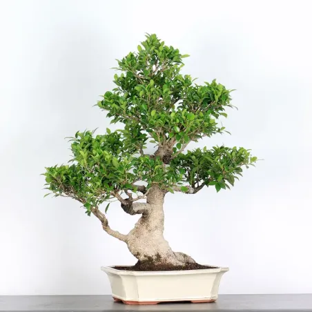 image supplémentaire - FICUS NITIDA 2-6