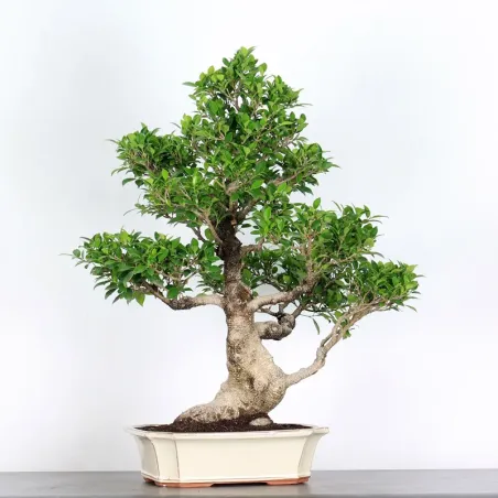 FICUS NITIDA 2-6