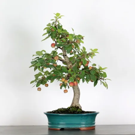 Bonsai Pommier