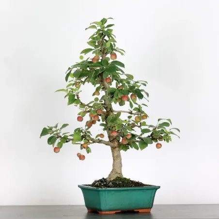 Bonsai apple tree "malus evereste" 1-6
