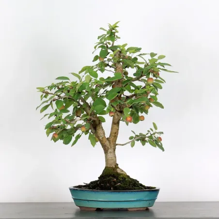 BONSAI APPLE TREE "MALUS EVERESTE" 1-10
