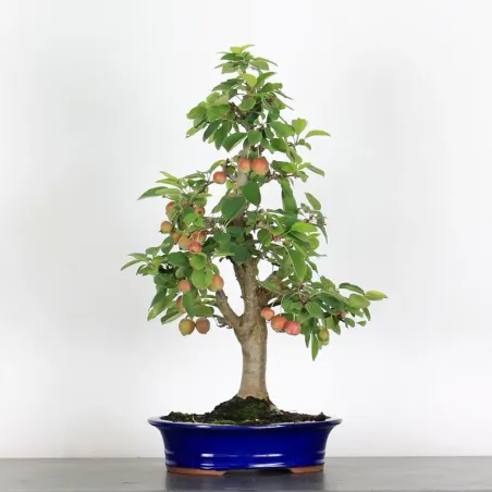 BONSAI APPLE TREE "MALUS EVERESTE" 1-13