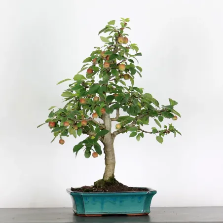 BONSAI APPLE TREE "MALUS EVERESTE" 1-14