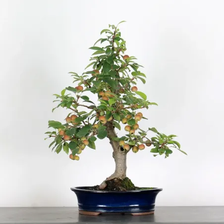 Bonsai apple tree "malus evereste" 1-15