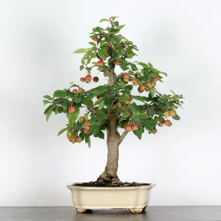 Bonsai Apple Tree