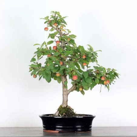 Bonsai apple tree "malus evereste" 2-12