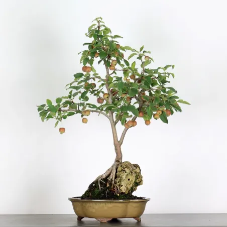 Bonsai apple tree "malus evereste" 2-13