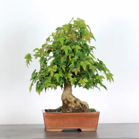 Bonsai Erable Burger AB-1-1