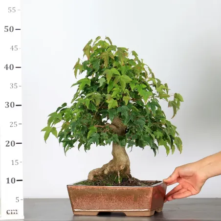 image supplémentaire - Maple "ACER BUERGÉRIANUM" 1-1