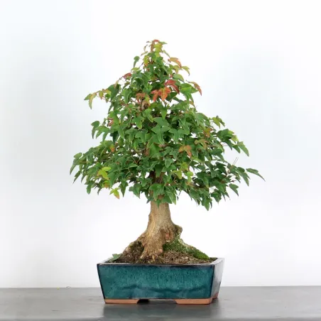 Bonsai Erable Burger AB-1-2