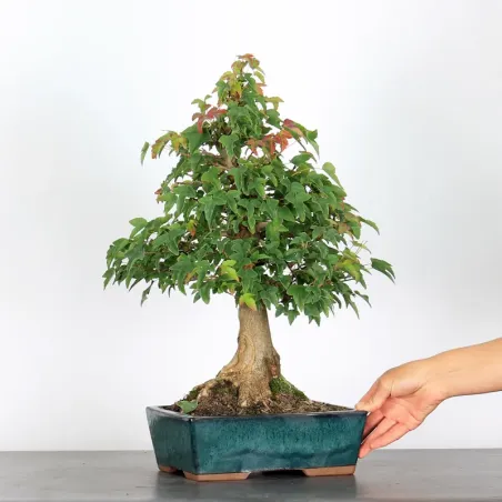 image supplémentaire - Érable "ACER BUERGÉRIANUM" 1-2