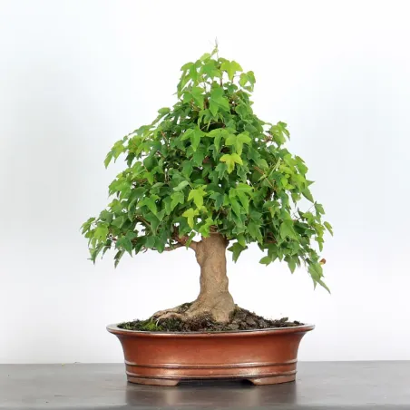 Bonsai Erable Burger AB-1-3