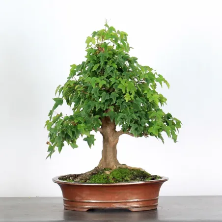 image supplémentaire - Érable "ACER BUERGÉRIANUM" 1-3