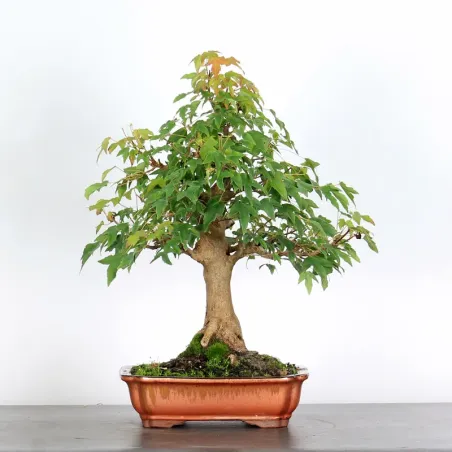 image supplémentaire - Érable "ACER BUERGÉRIANUM" 1-4
