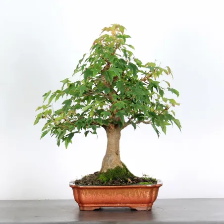 Bonsai Erable Burger AB-1-4